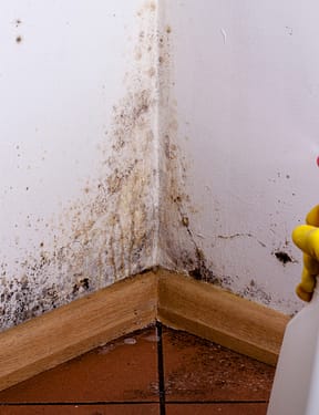 MOLD REMOVAL & REMEDIATION