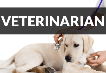 Virgin Islands Veterinarian Vet Pets